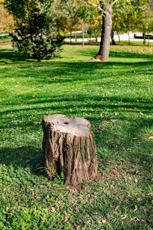 tree stump in a field.jpg