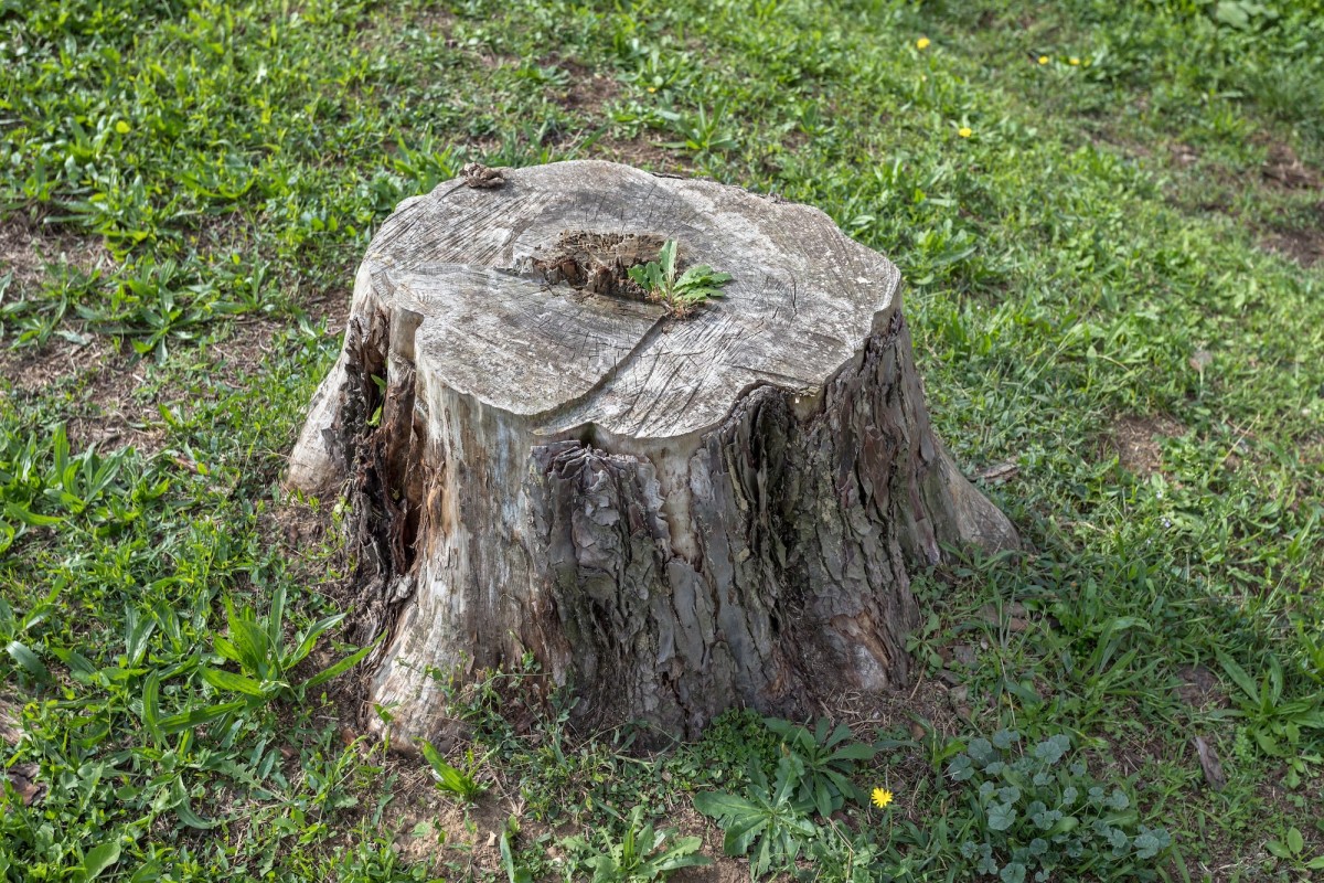 tree stump in a garden.jpg