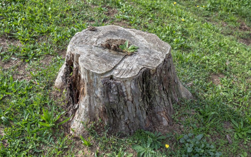 tree stump in a garden.jpg